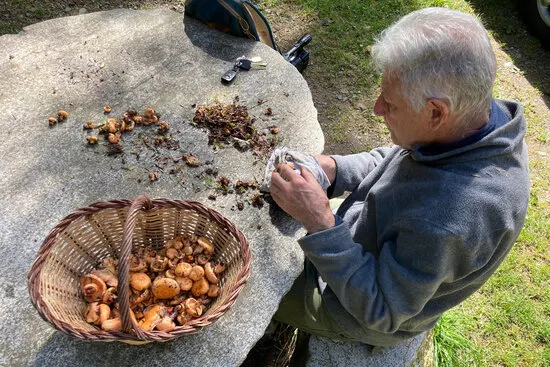 La temporada de bolets arrenca tard i no es preveu gaire bona