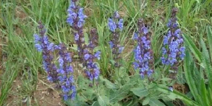 Neix el Grup d’Estudi i Difusió de les Plantes i Remeis del Maresme i del Vallès