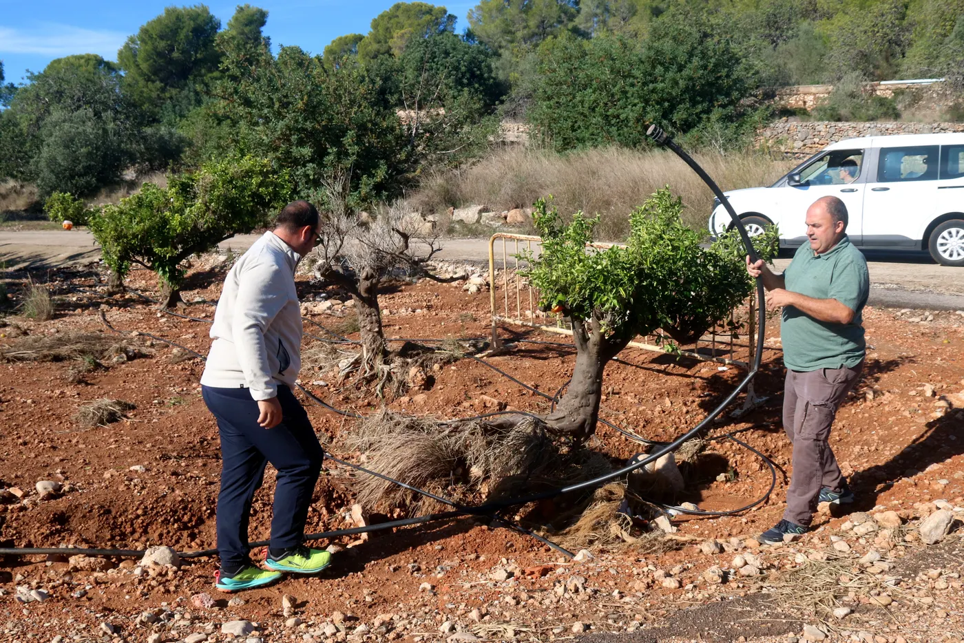 El responsable dels cítrics d'Unió de Pagesos, Toni Ortiz, i el citricultor canareu, Carlos Roig, en una finca de cítrics amb danys pels aiguats