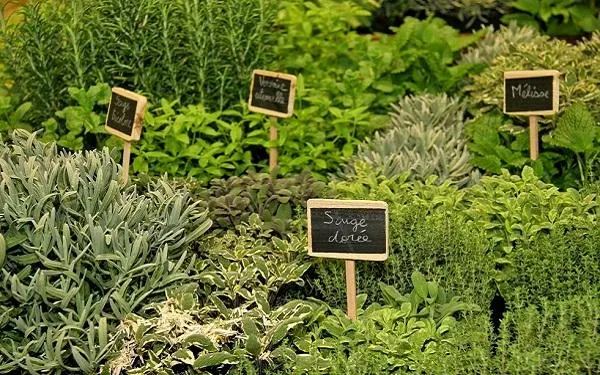 L’hort domèstic protagonitza la nova sessió de l’Escola El Corriol a la Finca Canyadell d’Altafulla