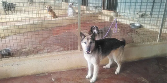 L’abandonament d’animals augmenta respecte a l’any passat al Refugi d’Animals d’Arenys