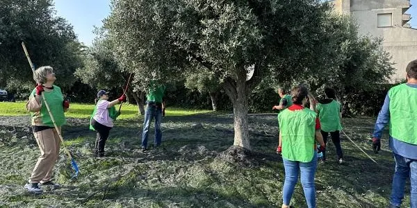 Es busquen voluntaris per espigolar olives a Torredembarra