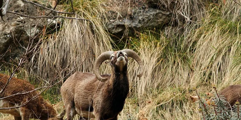 Trobada transfronterera per aprofundir en la gestió de la fauna