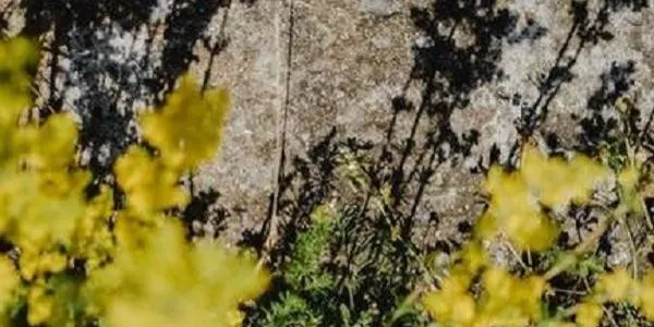 S'inicia la tasca de fumigació als carrers i escocells d'Altafulla per eliminar les males herbes