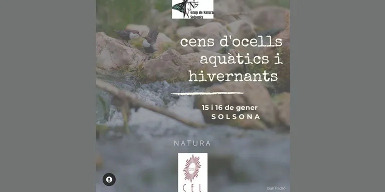 El Grup de Natura i els Agents Rurals organitzen aquest cap de setmana un cens d'ocells aquàtics i hivernants