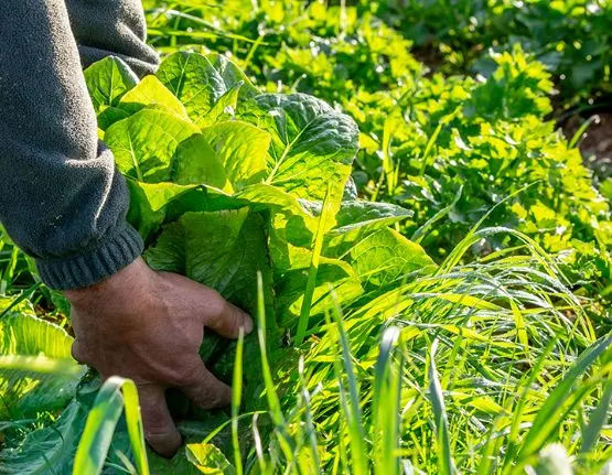 Alguns municipis com ara Almenar i Albesa es preparen per la campanya agrària.