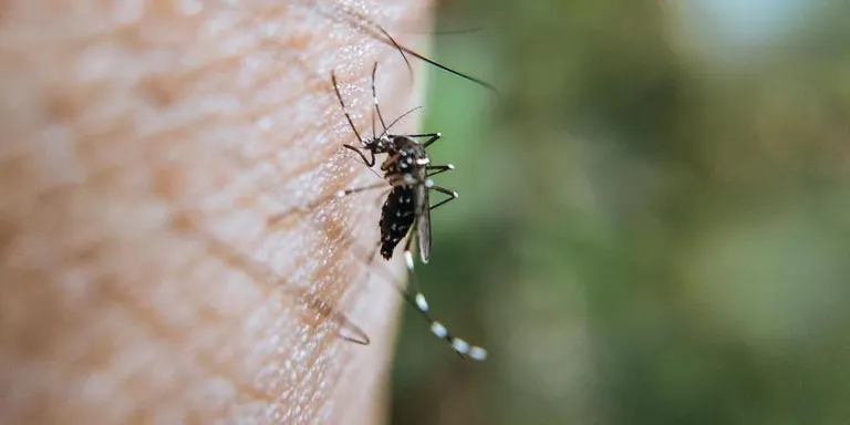 Arenys de Mar combat la proliferació del mosquit tigre