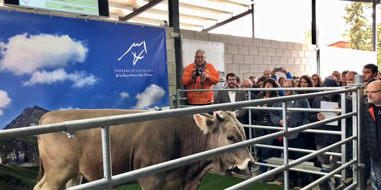 El Centre de Testatge de Raça Bruna dels Pirineus fa la seva primera subhasta de vedells