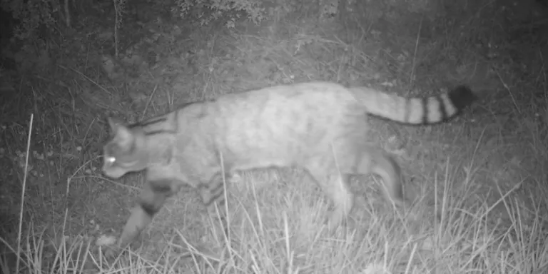 La Diputació de Barcelona fa un rastreig al Montnegre-Corredor per fer un seguiment dels animals carnívors del parc