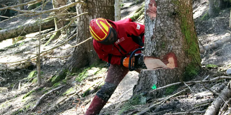 L'Escola d'Oficials Forestals comença les classes formant professionals qualificats en motoserra