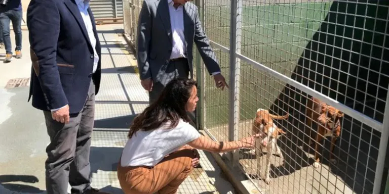 Creix el nombre de gats abandonats a la Selva i baixa el de gossos, mentre es consolida l'adopció d'animals de companyia
