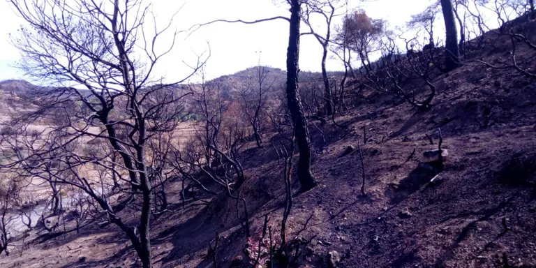 Prohibit fer foc al bosc a partir de diumenge