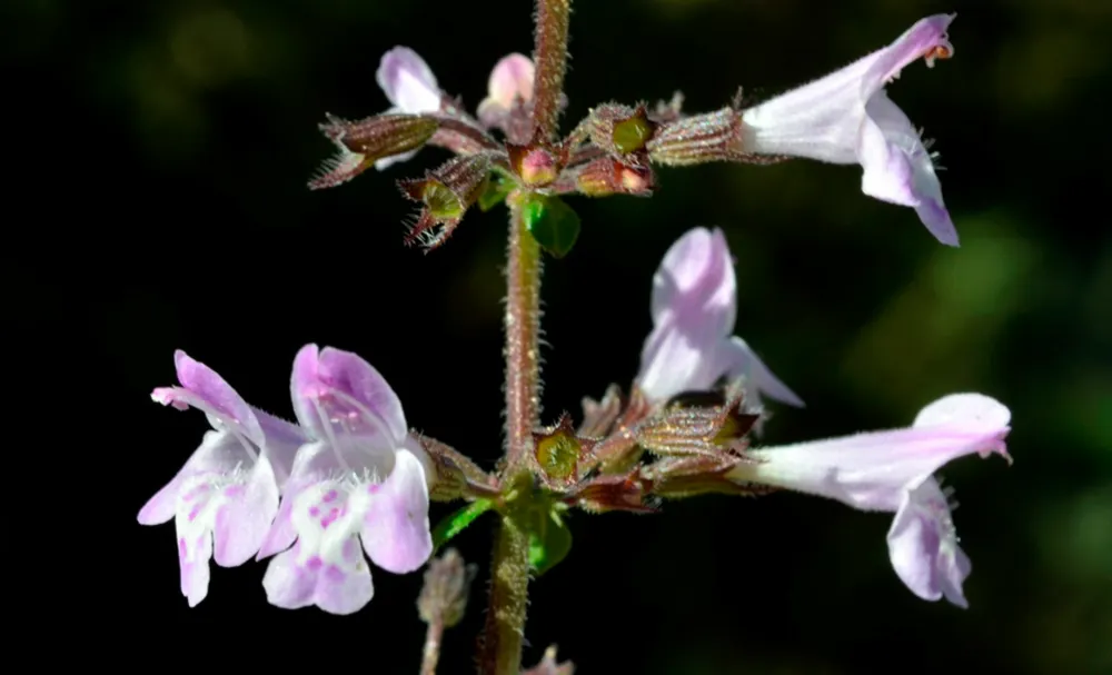 Taller per conèixer les plantes aromàtiques del nostre entorn