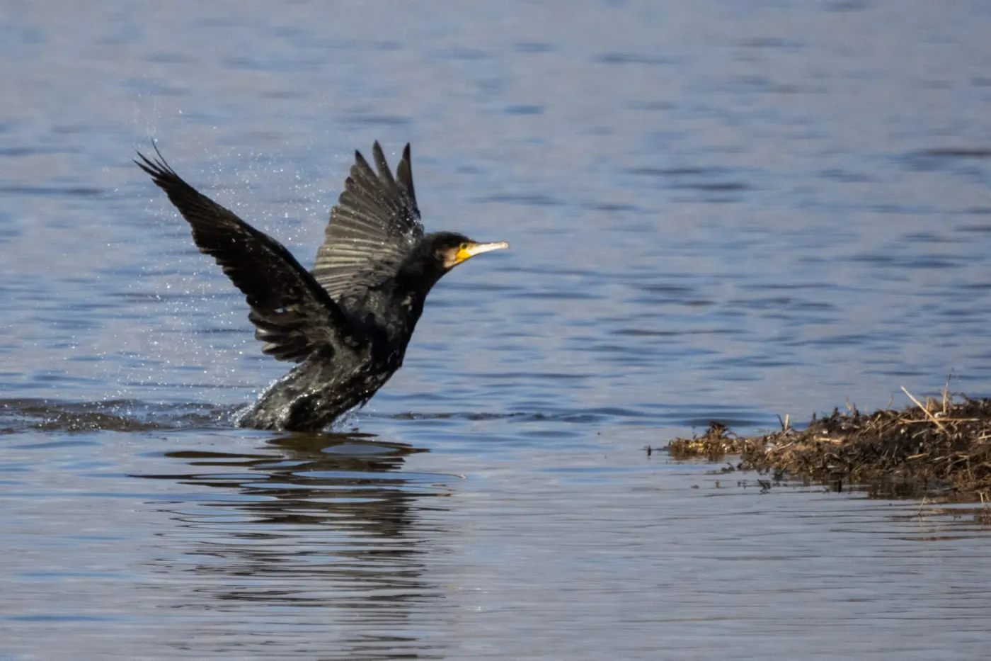 <strong>Corbs marins grossos i ànecs collverd són els ocells aquàtics hivernants amb més presència al Solsonès</strong>
