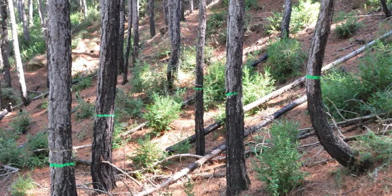 Investigadors forestals solsonins determinen que la gestió forestal pot augmentar la resiliència dels boscos mediterranis davant episodis de sequera