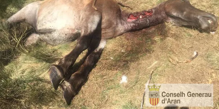 Els ramaders pallaresos acusen la Generalitat d'actuar "com una autèntica força d'ocupació" en l'alliberament d'óssos al Pirineu