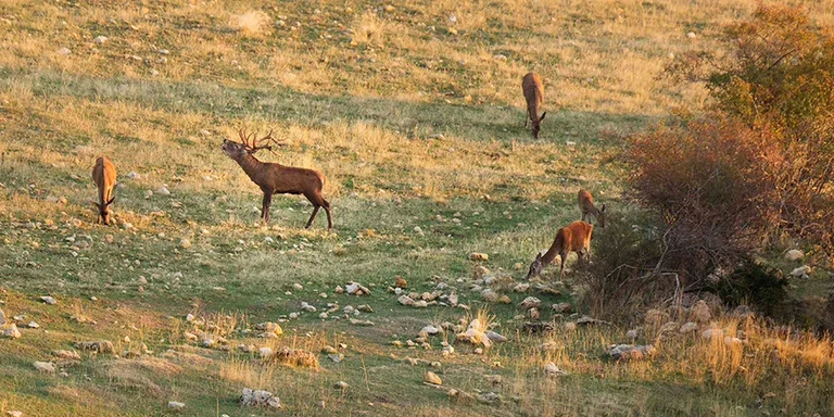 La brama del cérvol, atracció turística als espais naturals de l'Alt Pirineu