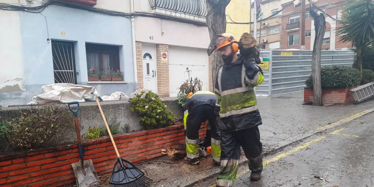 Comença la plantació d’una seixantena d’arbres en diferents carrers i places de Caldes