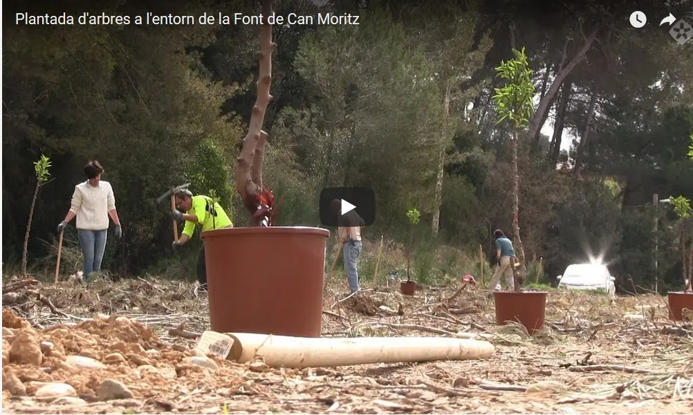 Els veïns i Rubí d'Arrel planten una trentena d'arbres a l'entorn de la Font de Can Moritz