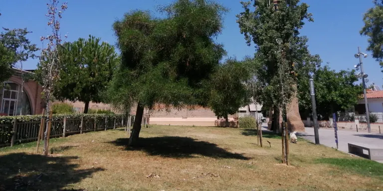 El Pla Director del Verd Urbà de Torredembarra recomana plantar més arbres als carrers