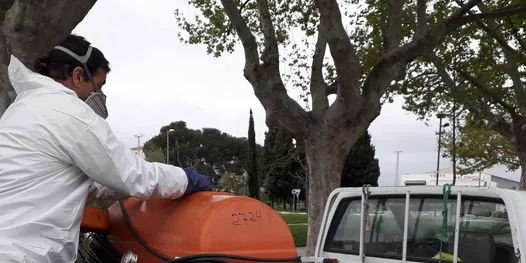 Les palmeres de Valls se sotmeten a un nou tractament biocida