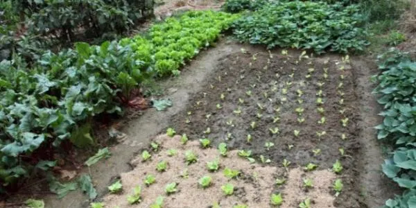 L’Ajuntament d’Altafulla impulsa un projecte d’Hort Social per a gent jubilada i prejubilada a l’Hort de la Sínia