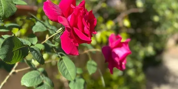 Altafulla tornarà a tenyir-se del vermell de les roses tradicionals en un Sant Jordi cada cop més sostenible
