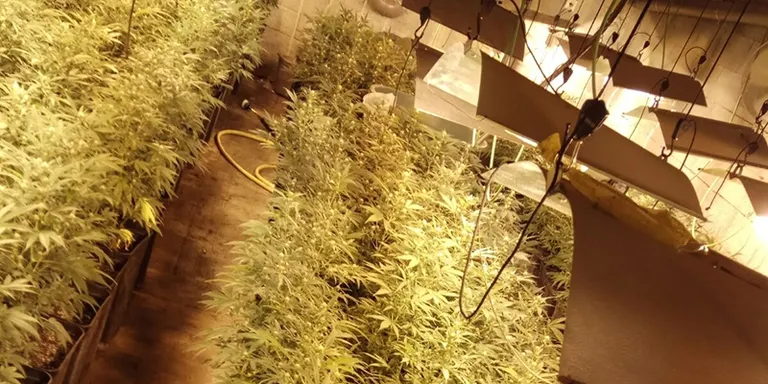 Desarticulat un grup que cultivava marihuana indoor a diverses poblacions vallesanes