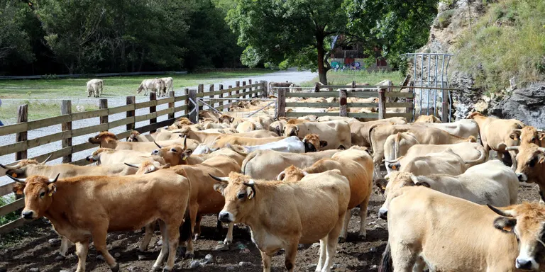 Unió de Pagesos exigeix a Agroseguro objectivitat en el pagament de les indemnitzacions per pèrdua de pastures per sequera