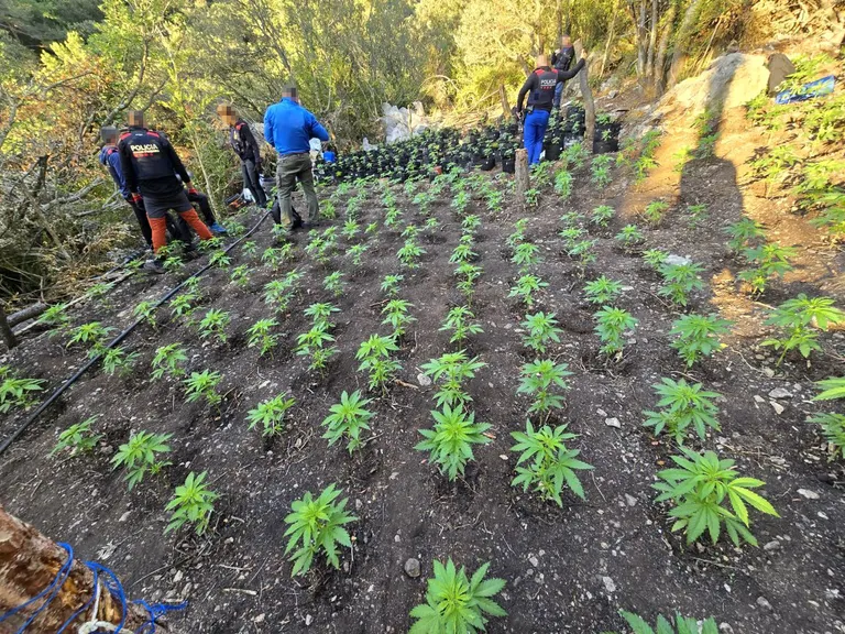 Els Mossos d'Esquadra desmantellen 4.900 plantes de marihuana a les Muntanyes de Prades
