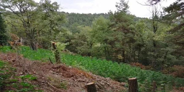 Alerta pel perjudici de les plantacions de marihuana a les muntanyes de Prades i als entorns naturals del Camp de Tarragona
