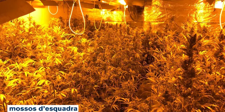 Detingut un vilassarenc per una plantació de marihuana a Tiana