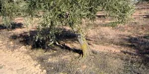 Organyà acull la 1a Jornada de Torrades amb Oli