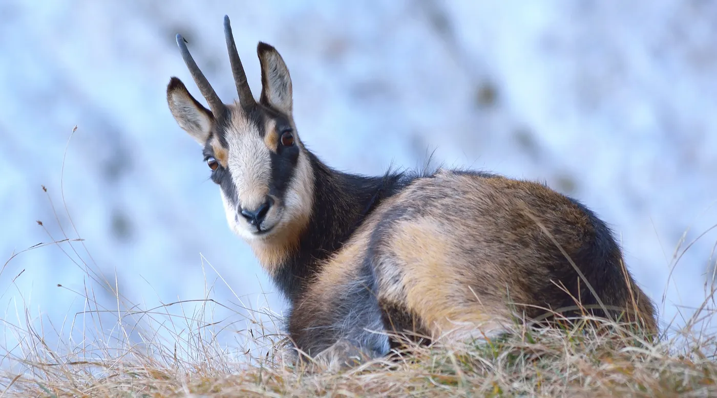 <strong>El Zoo del Pirineu inaugura un nou espai per a animals en semillibertat</strong>