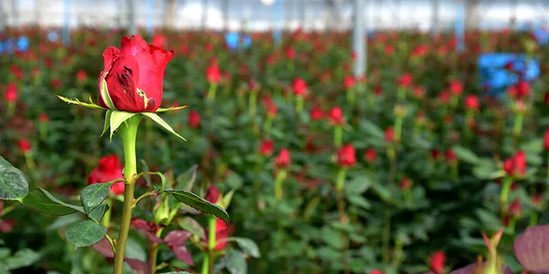Els productors del Mercat de Flor han començat a cobrar les primeres ajudes motivades per la situació catastròfica