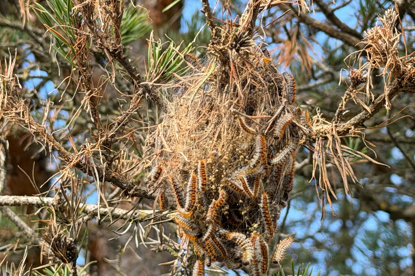 La campanya de tractaments aeris contra la processionària del pi arribarà a 1.150 hectàrees de boscos del Solsonès