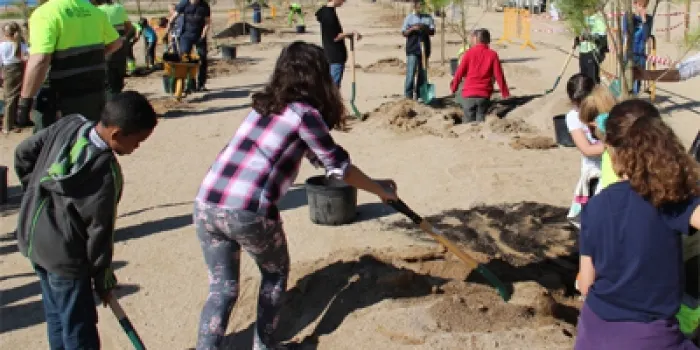 Els alumnes de les escoles arenyenques planten arbres a les platges d'Arenys