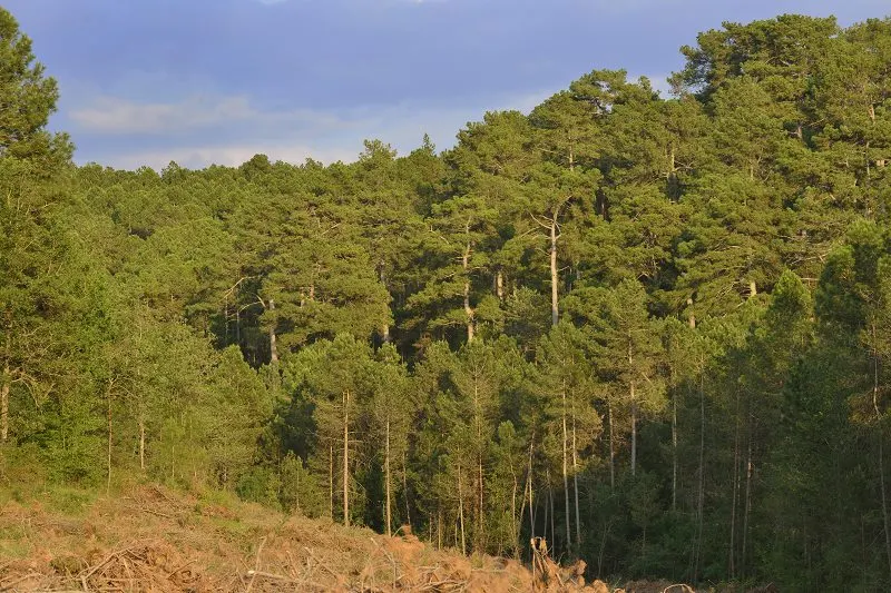 <strong>L'Escola Agrària del Solsonès organitza un curs sobre gestió dels boscos centrat en la selecció dels arbres a tallar</strong>