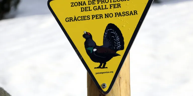 L'entitat Paisatges Vius i el Parc Natural de l'Alt Pirineu promouen accions de conservació del gall fer