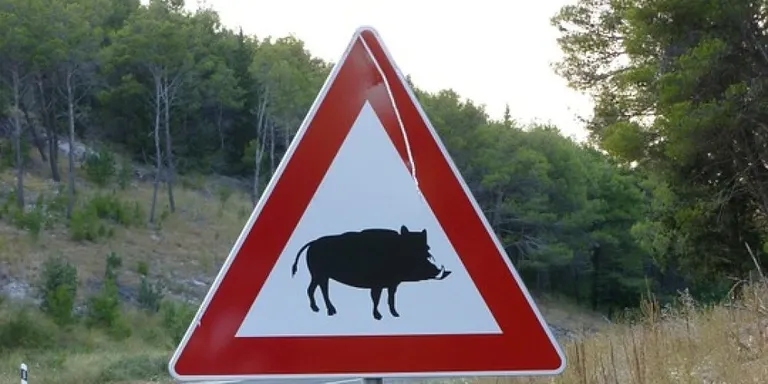 La Policia de Cambrils alerta sobre la presència de porcs senglars en algunes zones del municipi