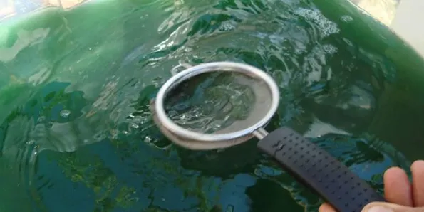La primera granja de cultiu experimental d’Espirulina BIO de Lleida, situada a Almenar, recull els fruits de la primera collita.