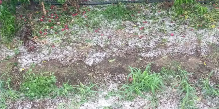 Danys del 80% a la fruita dolça per la calamarsa a Torrelameu, Albesa i la Portella