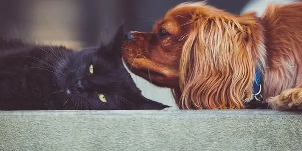 Crida a comerços i establiments per adherir-se a la iniciativa ‘Torredembarra, Pet Friendly’