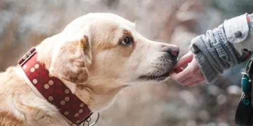 En Comú Podem Rubí vol crear un Pla integral de tinença d’animals