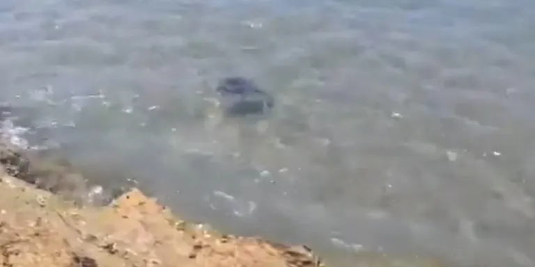 Detecten la presència d'una rajada a la platja del Canyadell