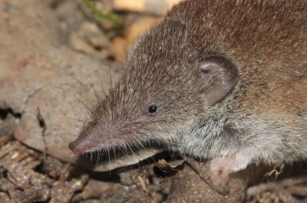 El Grup de Natura del Solsonès organitza diumenge una jornada de seguiment de petits mamífers