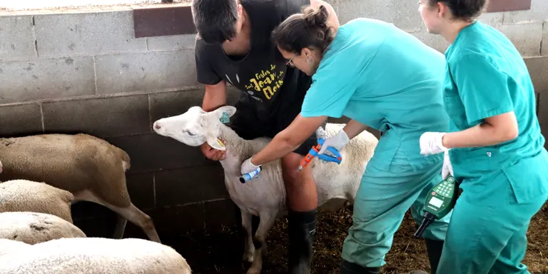Arrenca la campanya de vacunació al bestiar per frenar l'expansió de la llengua blava