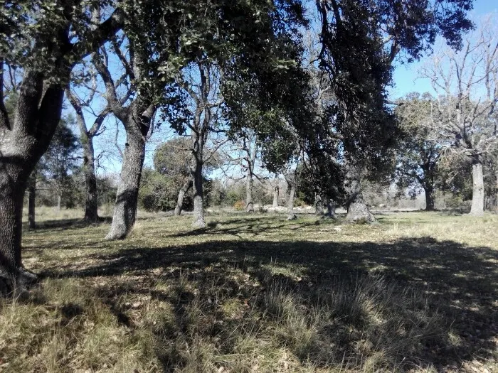 Trasplanten arbres d'un bosquet de Sant Honorat a diferents punts del municipi