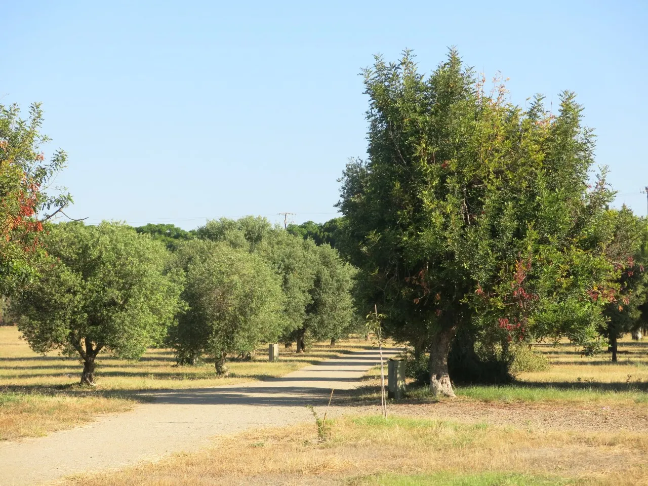 L’Ajuntament de Cambrils no donarà permisos per recollir garrofes i olives a les seves zones verdes