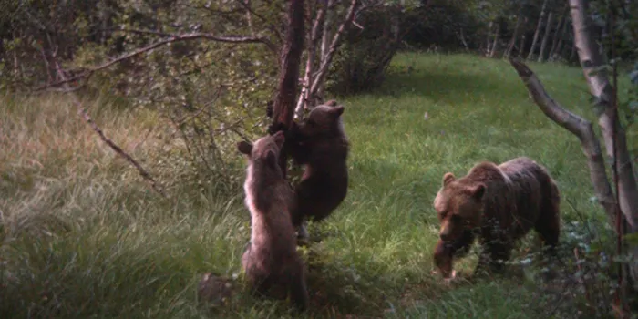 Esmolet i Boet, els noms escollits per als dos cadells d'ós bru nascuts al Pirineu el 2014
